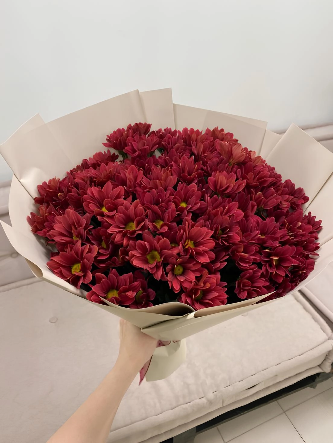Red Hrizantem